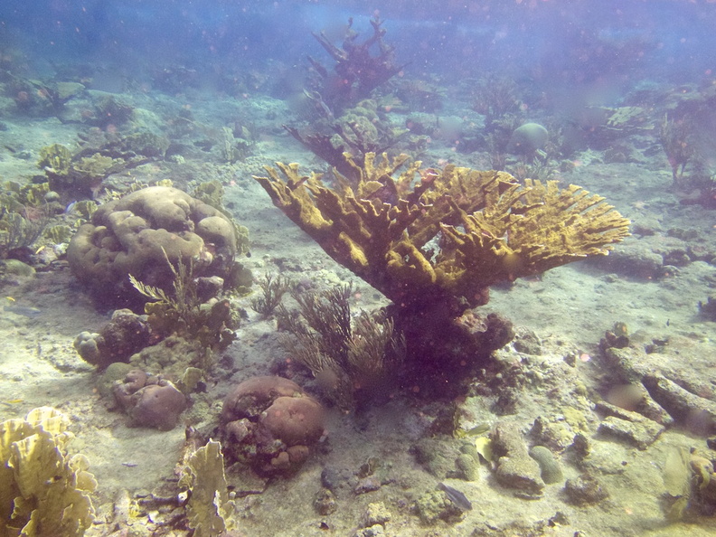Elkhorn Coral IMG_7117.jpg